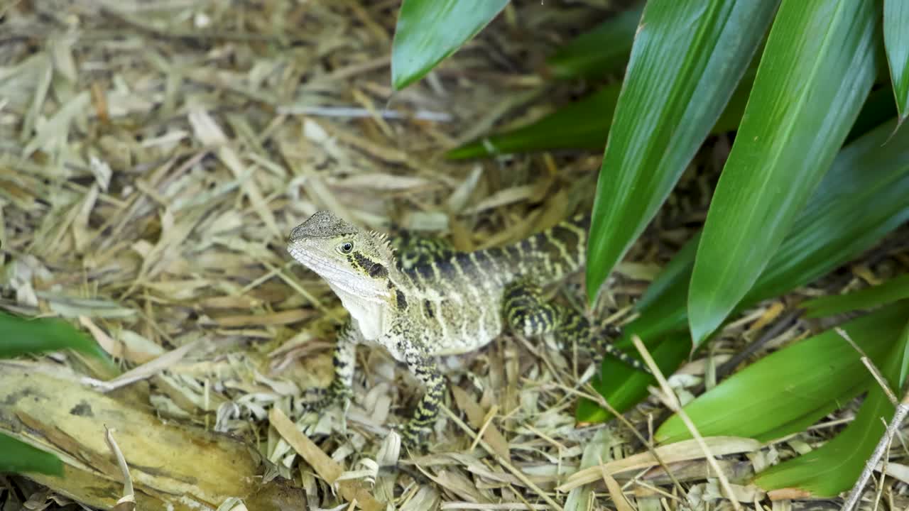 Un piano medio di una lucertola drago d'acqua australiana che riposa su pacciamatura sotto foglie verdi