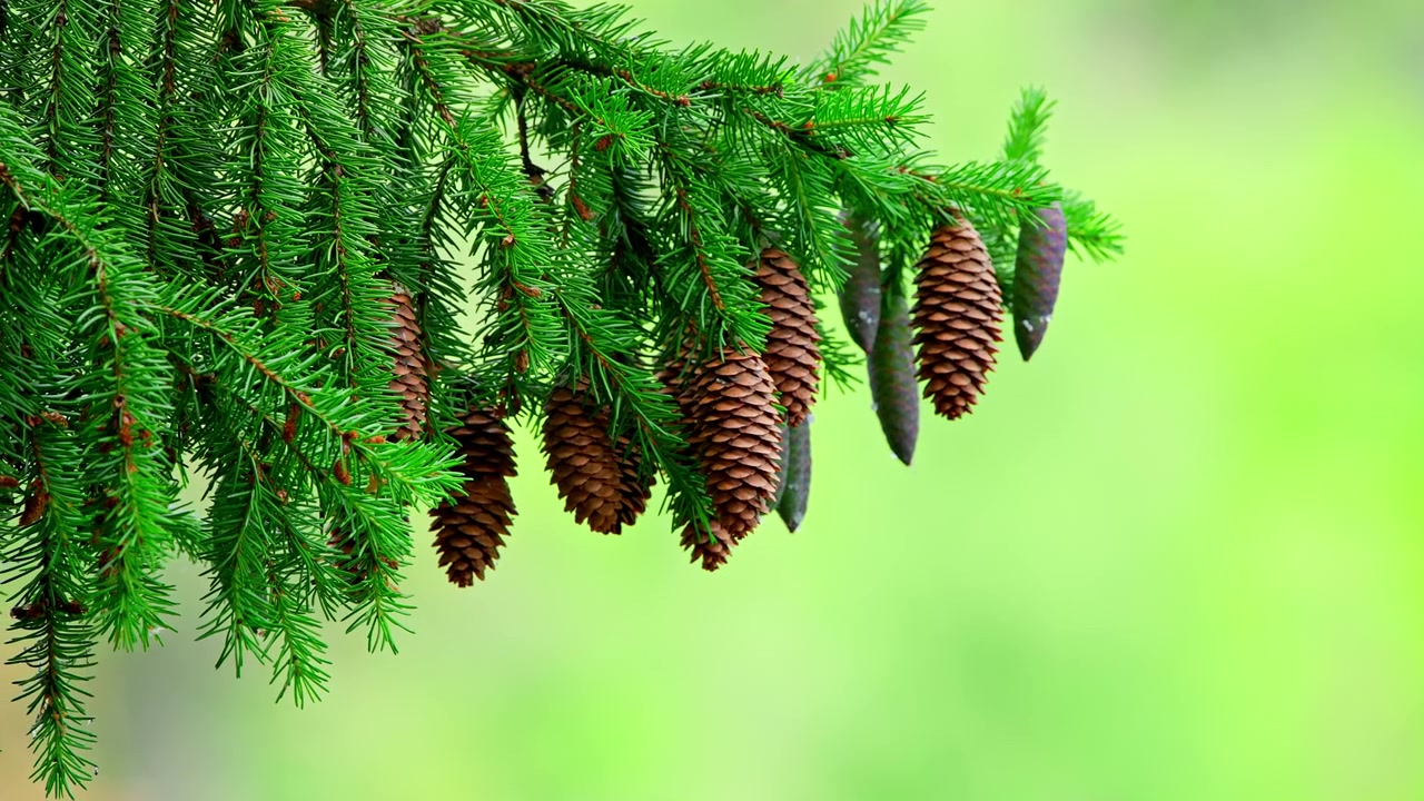 Pine Cones Hanging from a Green Spruce Tree Branch