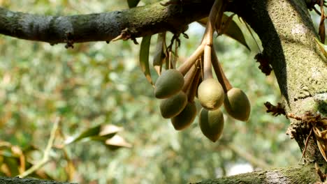 durian fruit on tree