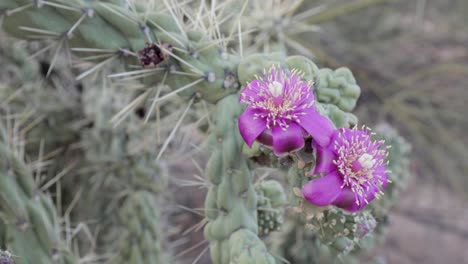 Nahaufnahme-Von-Fuchsia-Cholla-Kaktusblüten-Mit-Ameisen,-Die-Herum-Und-In-Ihnen-Kriechen