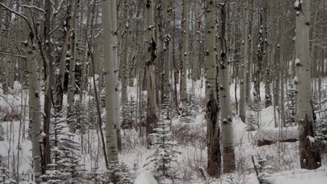 Schneit-Schneesturm-Dezember-Januar-Kleine-Weihnachtsbäume-Winter-Espe-Schneemassen-Wildnis-Baum-Wald-Tiefer-Pulverschnee-Landschaftlich-Schneit-Colorado-Rocky-Mountains-Telluride-Crested-Butte-Vail-Noch-Schwenk-Nach-Links