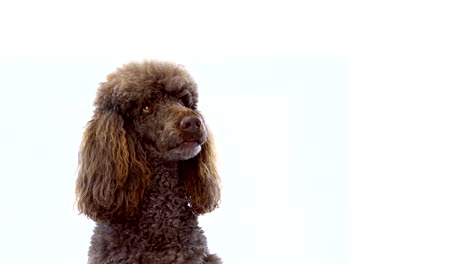 retrato de video en primer plano de 4k de un caniche marrón sobre un fondo blanco