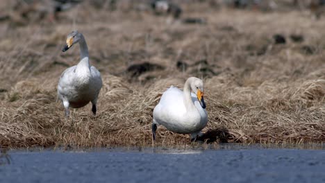 Cisnes-Cantores-Durante-La-Migración-De-Primavera-Descansando-En-Un-Charco-De-Prado-Inundado-De-Hierba-Seca