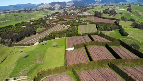Fruit-orchard-fills-landscape-of-Waiotahe-backcountry-on-green-hills,-aerial