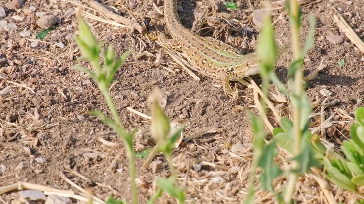 Siciliaanse muurhagedis lopend op de grond op een zonnige zomerdag