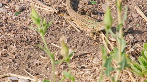 sicilian wall lizard walking in the ground on a summy summer day