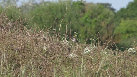 A-house-sparrow-in-some-brambles