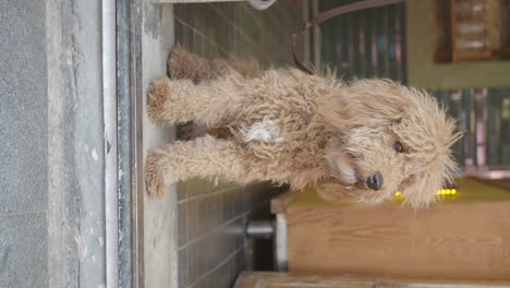 a cute fluffy brown dog indoors