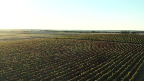 Terreno-De-Uvas-De-Viñedo-Recién-Plantadas-Que-Crecen-En-Un-Día-Soleado