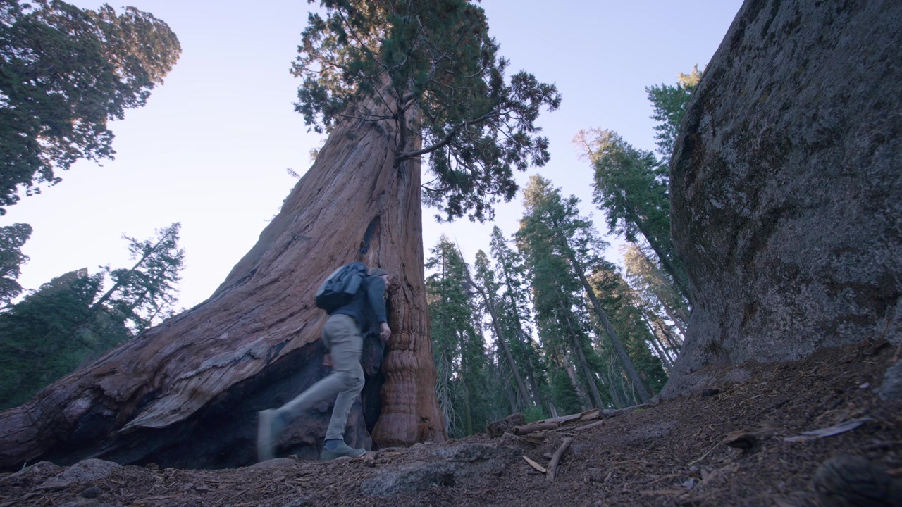 En vandrer virker lille ved foden af en massiv sequoiatræstamme i skoven