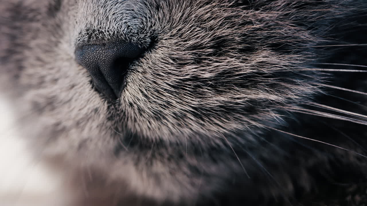 Close up of a grey British Shorthair cat's snout with detailed fur and whiskers