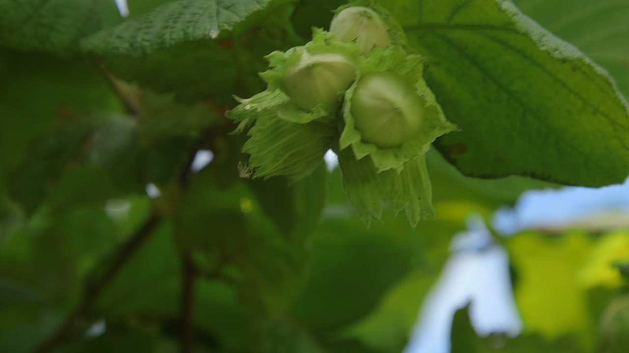 Nocciole su albero nella foresta