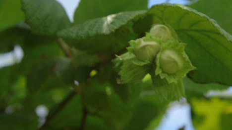 Haselnüsse-An-Einem-Baum-Wachsen-Im-Wald