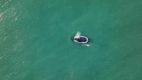 Familia-De-Ballenas-Nadando-Juntas-En-Las-Profundidades-Del-Océano.