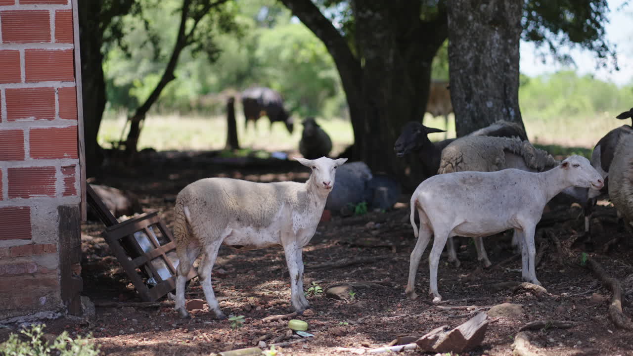Two white sheep standing near a wooden structure in a farmyard with scattered items.