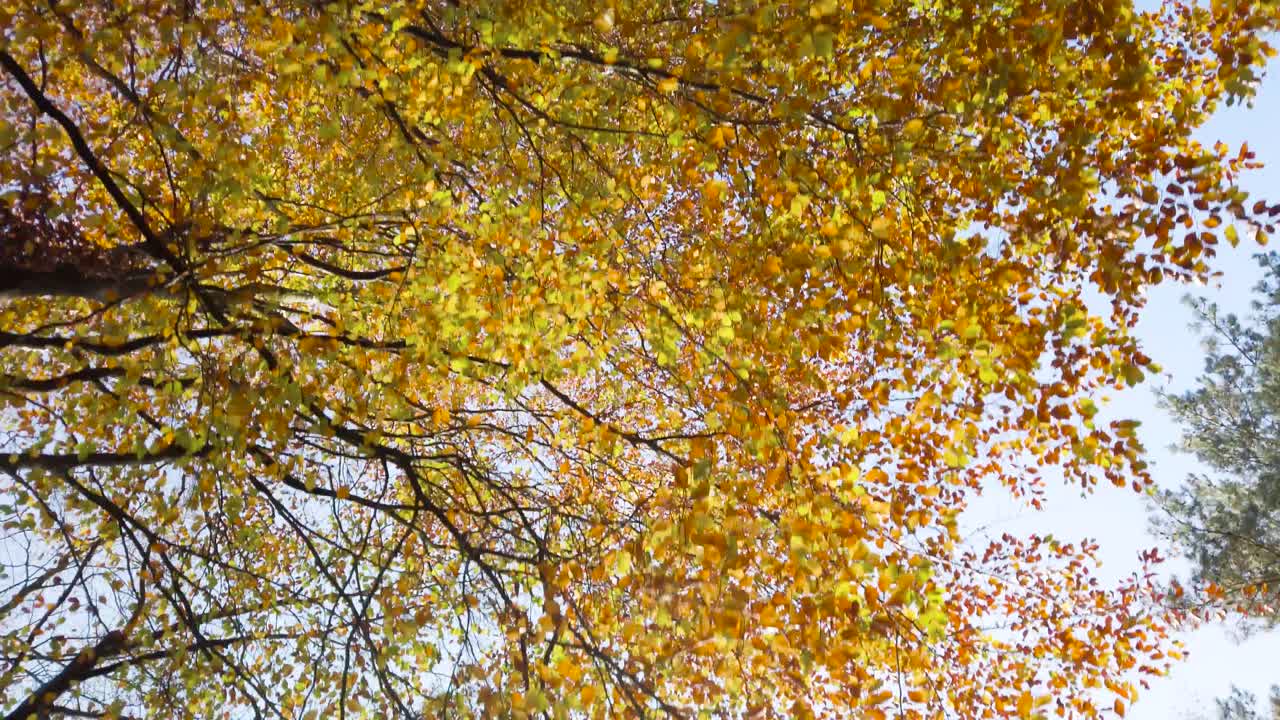 Autumn forest, tree crowns with yellow leaves. Bottom to up view
