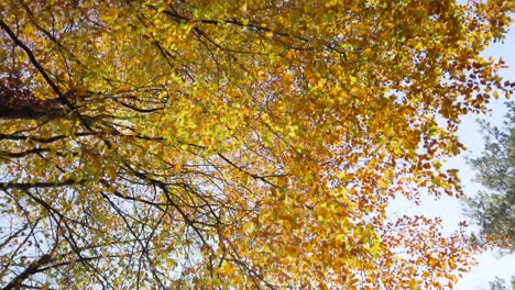 autumn forest, tree crowns with yellow leaves. bottom to up view