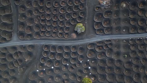 Schöner-Luftbildflug-Weißer-Parkplatz-Auf-Schwarzer-Vulkanaschespur-Im-Weinberg,-Lanzarote-Kanarische-Inseln-Spanien,-Sonniger-Tag-2023