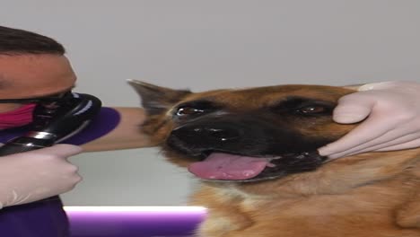 veterinarian examining a german shepherd dog