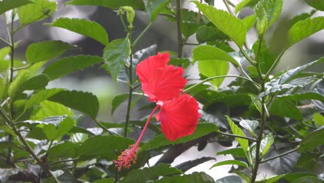 Schöner-Hibiskusblütenbaum