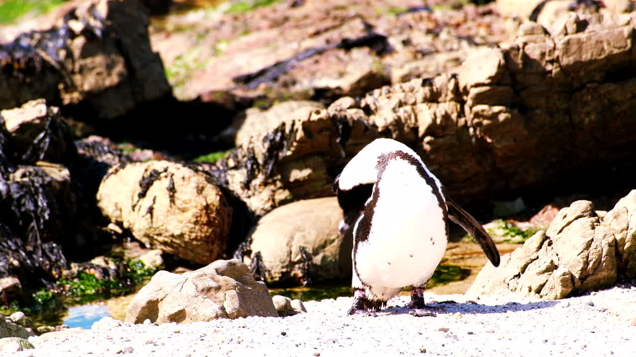 el pingüino del cabo se limpia en la costa rocosa bajo el sol después de nadar en el océano.