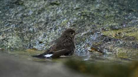 red-throated flycatcher, ficedula albicilla, thailand