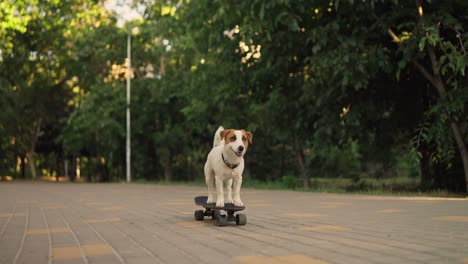 jack russell terrier dog riding a skateboard