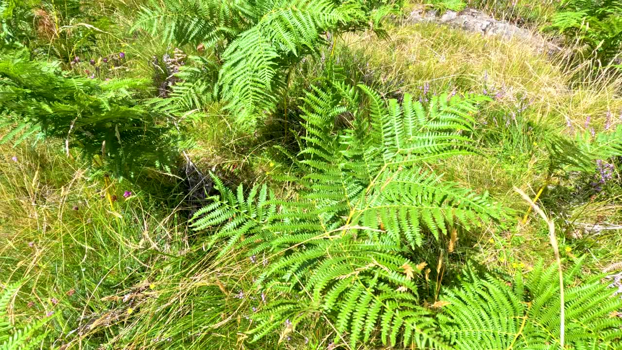 Green ferns and grasses sway on a sunlit hillside overlooking scenic Loch Brandy