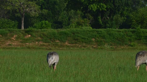 Grulla-Sarus-Oriental,-Antigone-Antigone-Sharpii