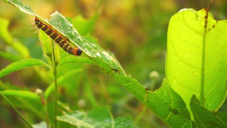 close up shot of wild caterpillar crawling on green leaf in the morning during sunrise
