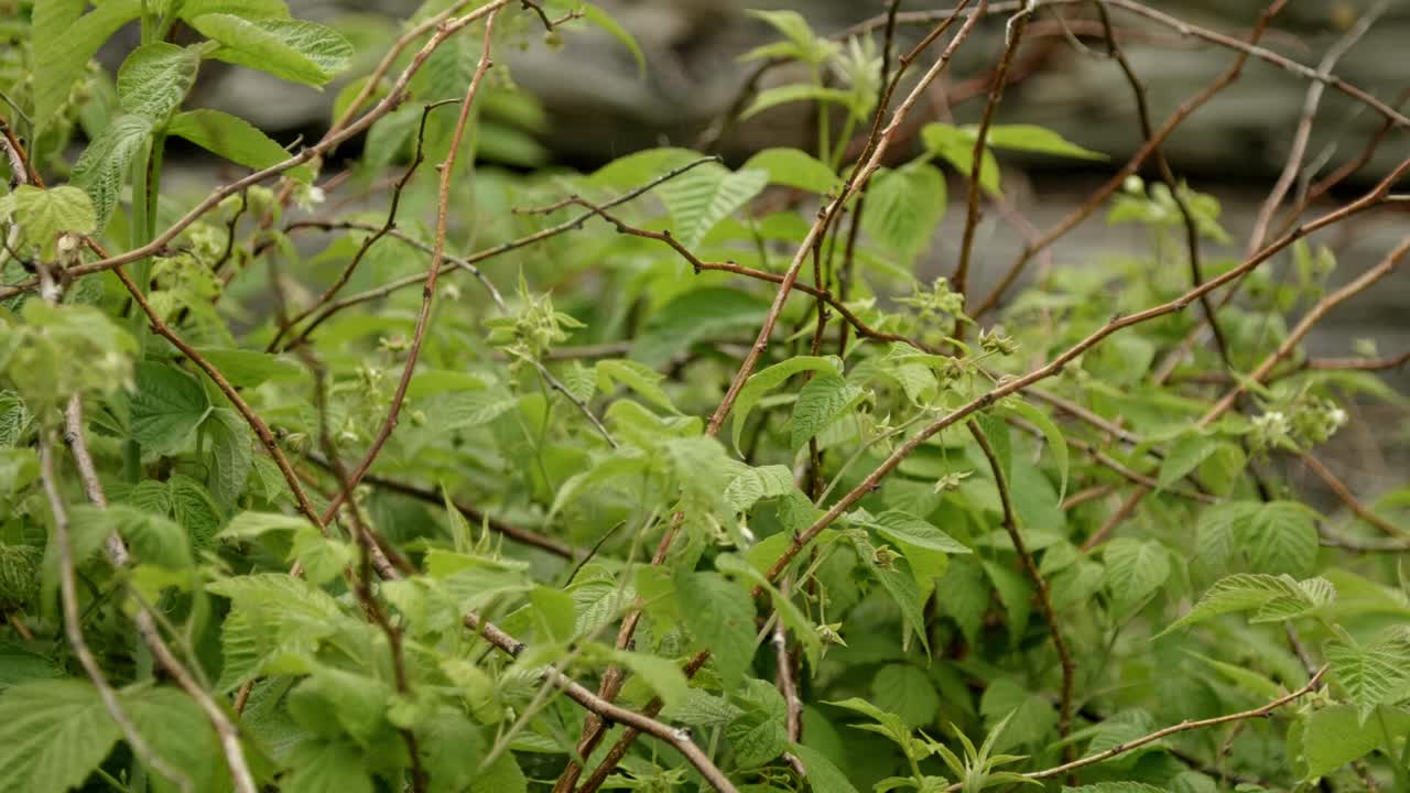 Bees flying around flowers and green leaves to pollinate