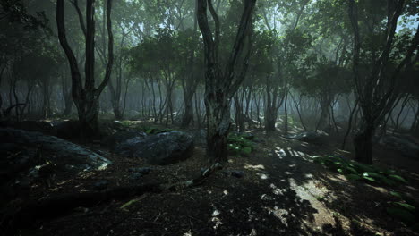 Rayos-De-Sol-En-Un-Bosque-En-Una-Mañana-Brumosa