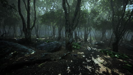 rayos de sol en un bosque en una mañana brumosa