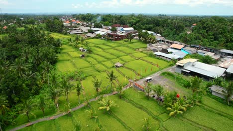 aerial-of-lush-green-rice-field-terrace-in-Ubud-Bali-surrounded-by-tropical-coconut-trees