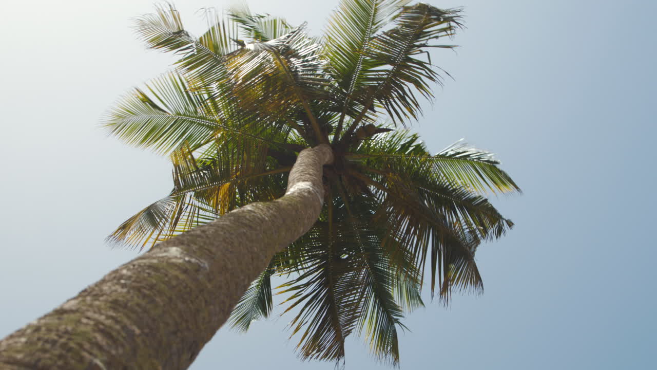 mirando hacia arriba a la palmera tropical desde abajo en un día soleado, experiencia psicodélica