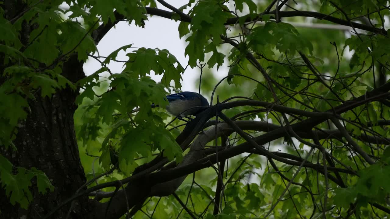 un arrendajo azul brillante se posa en una rama y picotea agresivamente la comida entre las hojas verdes
