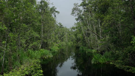 jungle river scene