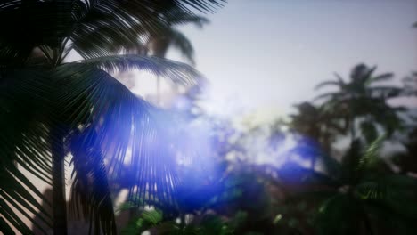 Sunset-Beams-through-Palm-Trees