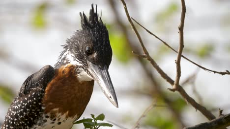 la cabeza con pico puntiagudo y las plumas de pecho de color marrón rojizo del martín pescador gigante en una rama en sudáfrica