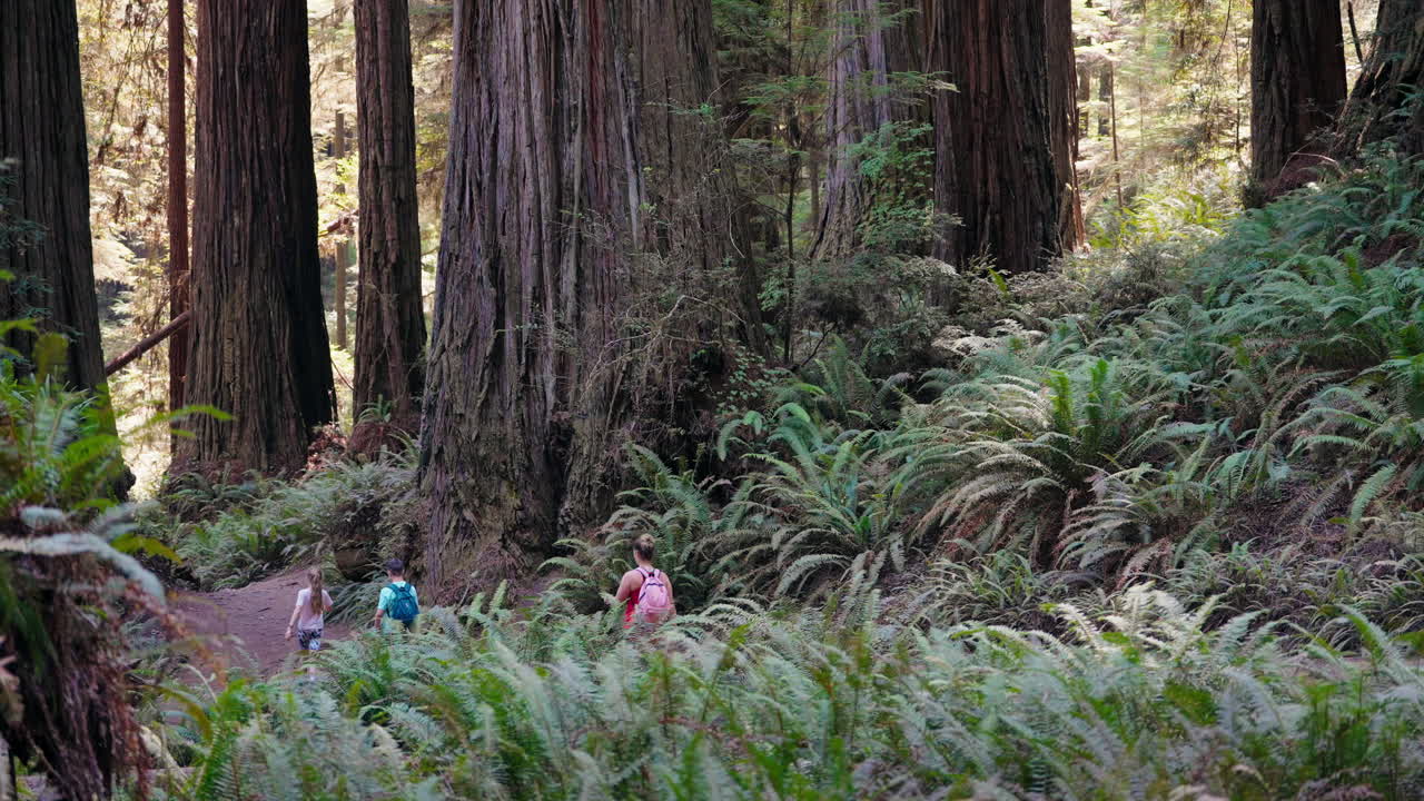 Mom and kids share a special day in the redwood forest