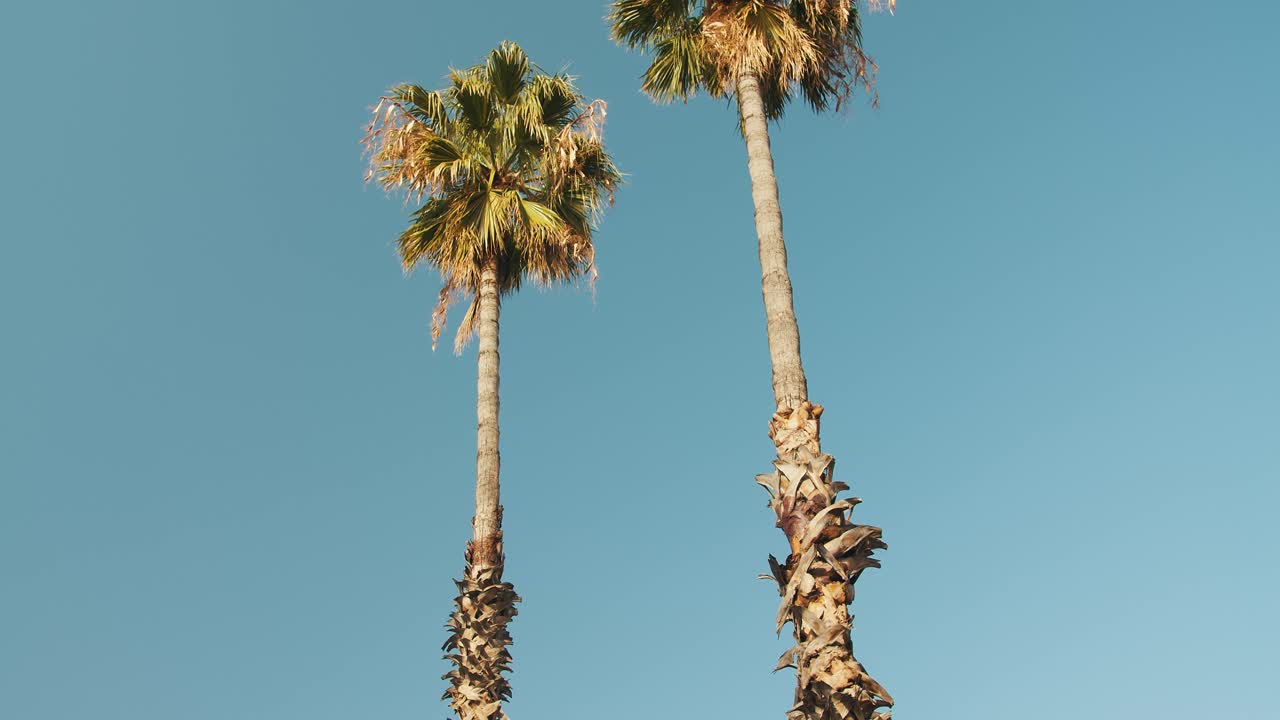 60FPS: Beautiful palm trees in Barcelona with perfect blue sky - smooth pan down shot