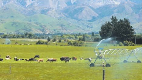 Ganado-Y-Rociadores-De-Riego-En-Tierras-De-Cultivo,-Agricultura,-Automóviles-Circulan-Por-Carretera---Tiro-Constante