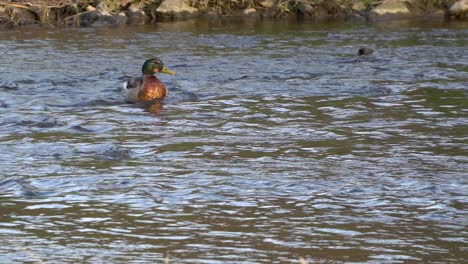 Pato-Salvaje-Despega-De-La-Superficie-Del-Agua-Del-Río