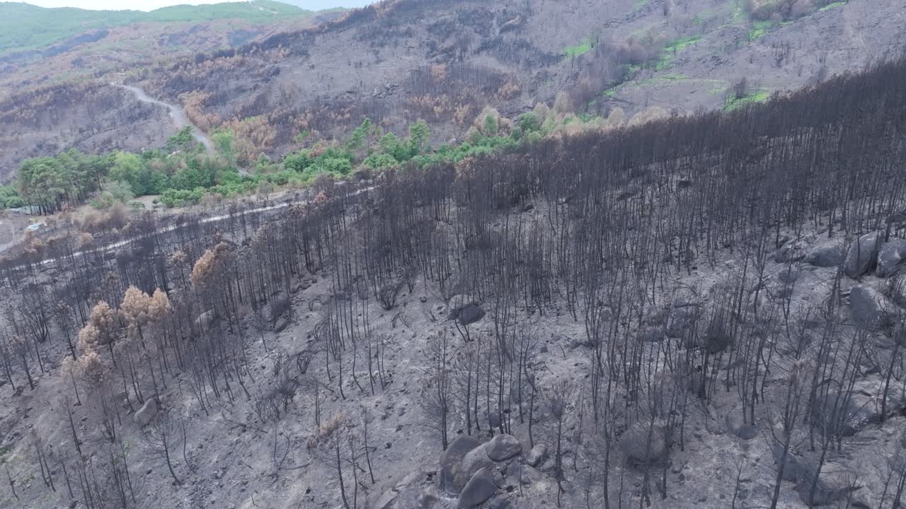 Drone flight over a hillside completely burned by wildfire, showing dense groups of charred trees, some with scorched crowns, and a few untouched green patches that survived the flames