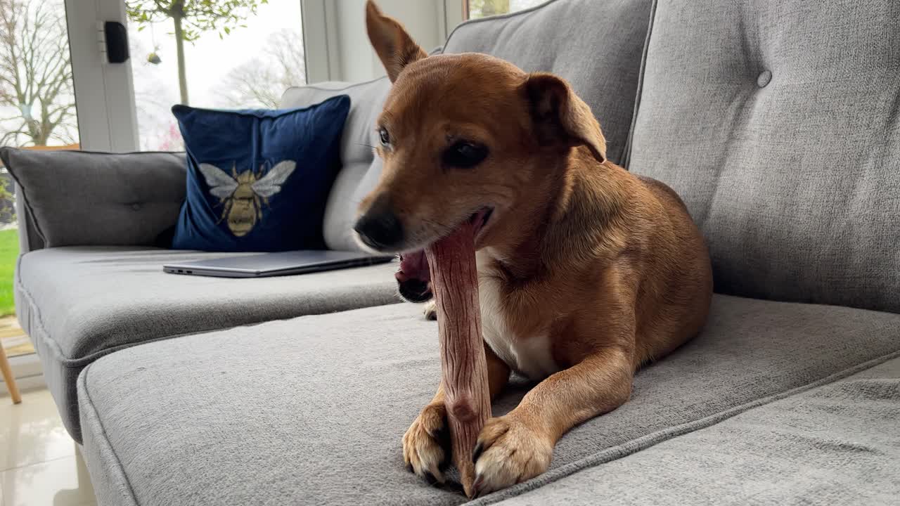 brown dog chewing a large bone on a big and grey sofa with a silver laptop in the countryside in england