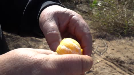 Mans-Manos-Pelando-Una-Naranja-Pequeña-Que-Está-Fresca-Del-árbol