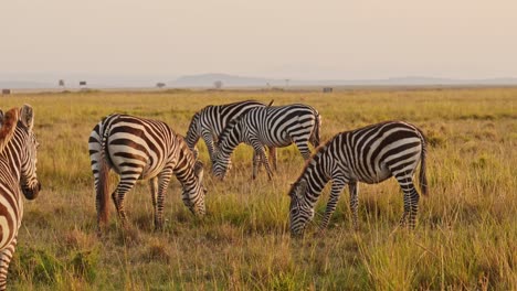 Cámara-Lenta-De-La-Manada-De-Cebras-Pastando-En-La-Sabana,-Animales-Africanos-En-Un-Safari-De-Vida-Silvestre-En-Masai-Mara-En-Kenia-En-Maasai-Mara,-Hermosa-Luz-Del-Sol-Del-Amanecer-De-La-Hora-Dorada,-Seguimiento-De-Steadicam-Siguiendo-La-Toma
