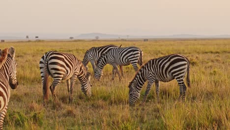 cámara lenta de un rebaño de cebras pastando en la sabana, áfrica animales en un safari de vida silvestre en masai mara en kenia en masai mara, hermosa hora dorada amanecer luz del sol, seguimiento de steadicam después de la toma
