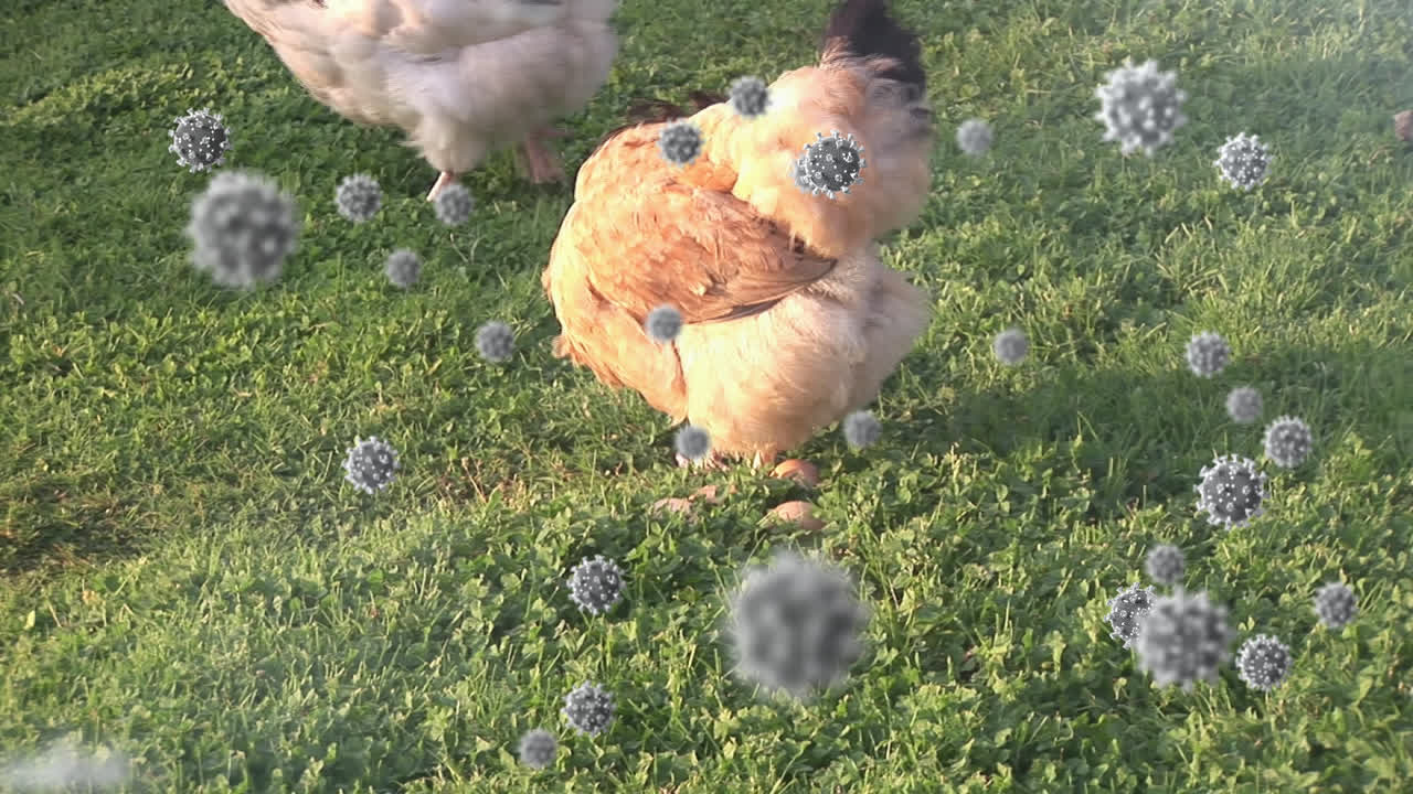 농장에서 먹는 에 대한 코로나19 세포