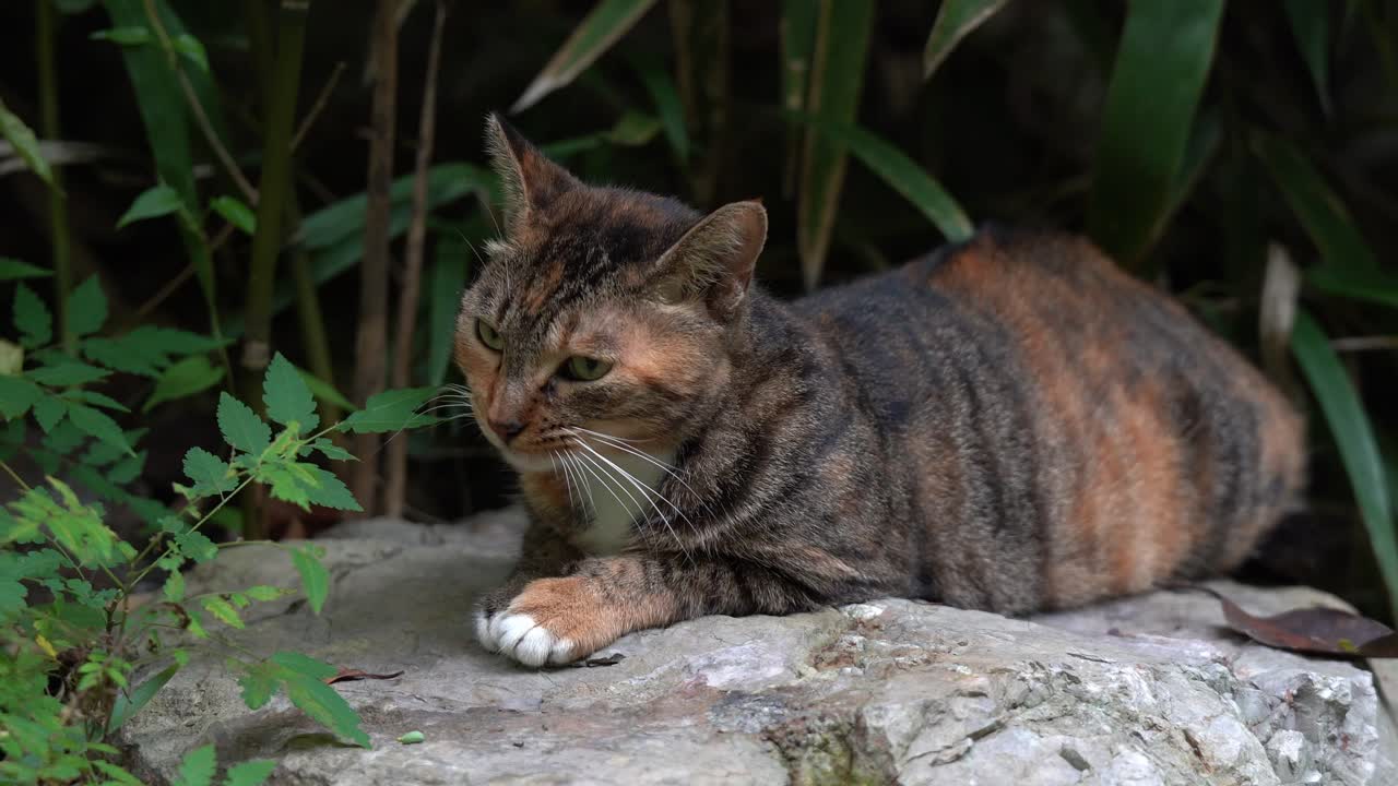 Un gatto tartarugato sbadiglia e si guarda intorno.